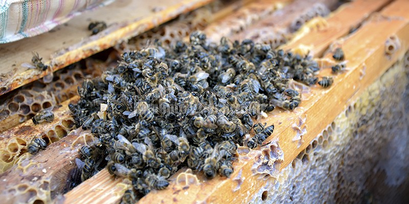 AMANTES DE LA ABEJA